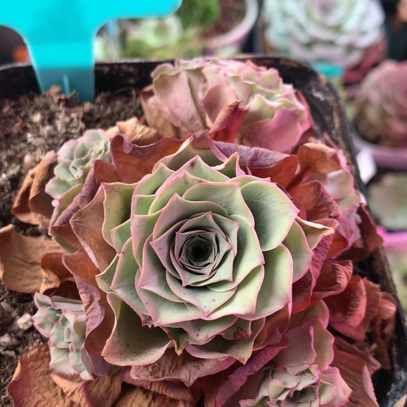 【闪购商品】福利121