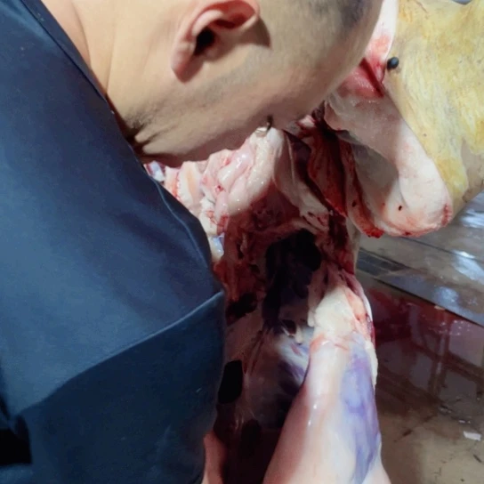 【闪购商品】冷冻保存30天包装河北省