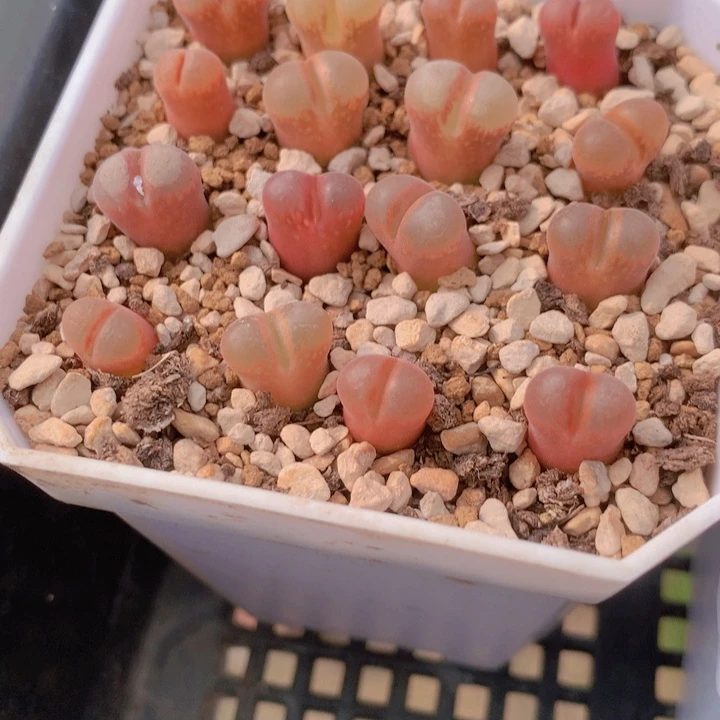 145588988456896546886586