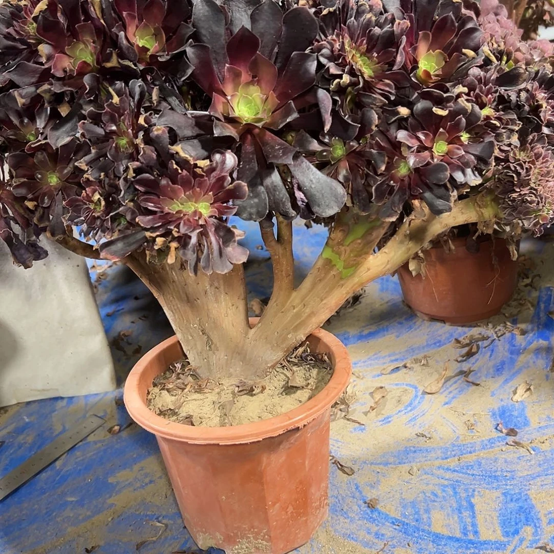 多112肉植物欧子缀花