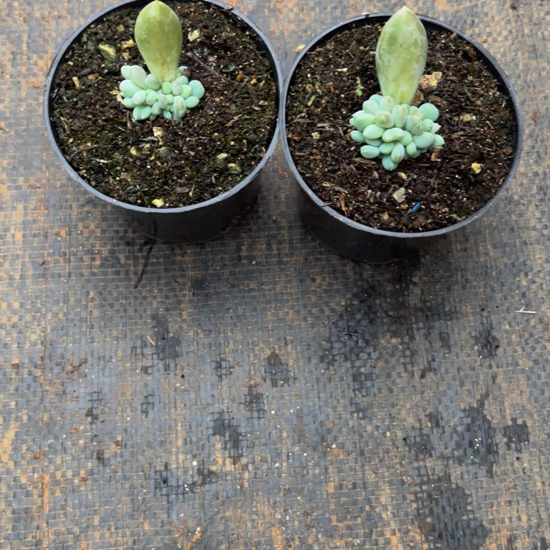 如***好哥特，多肉植物寄养