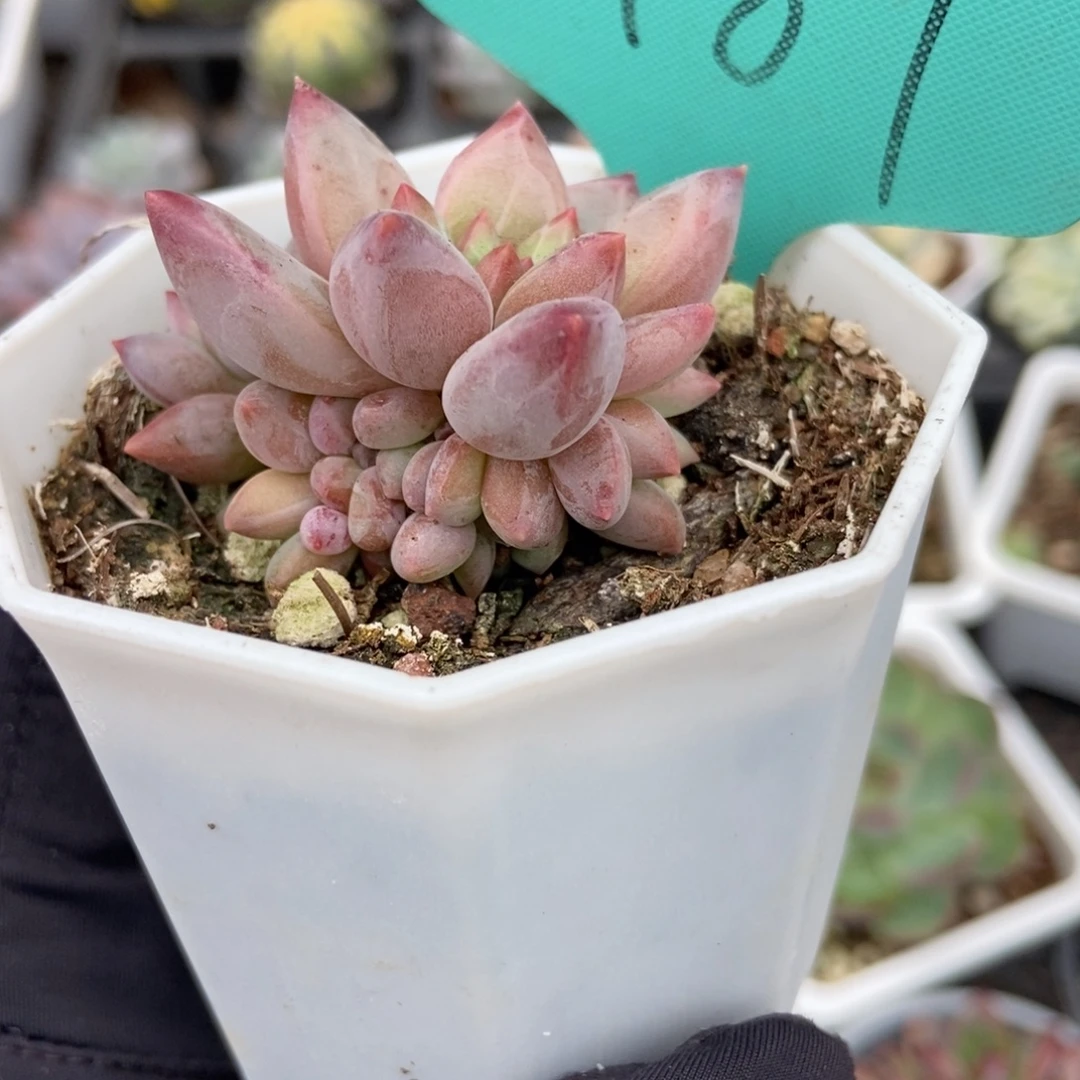 1489虞美人多肉植物精华