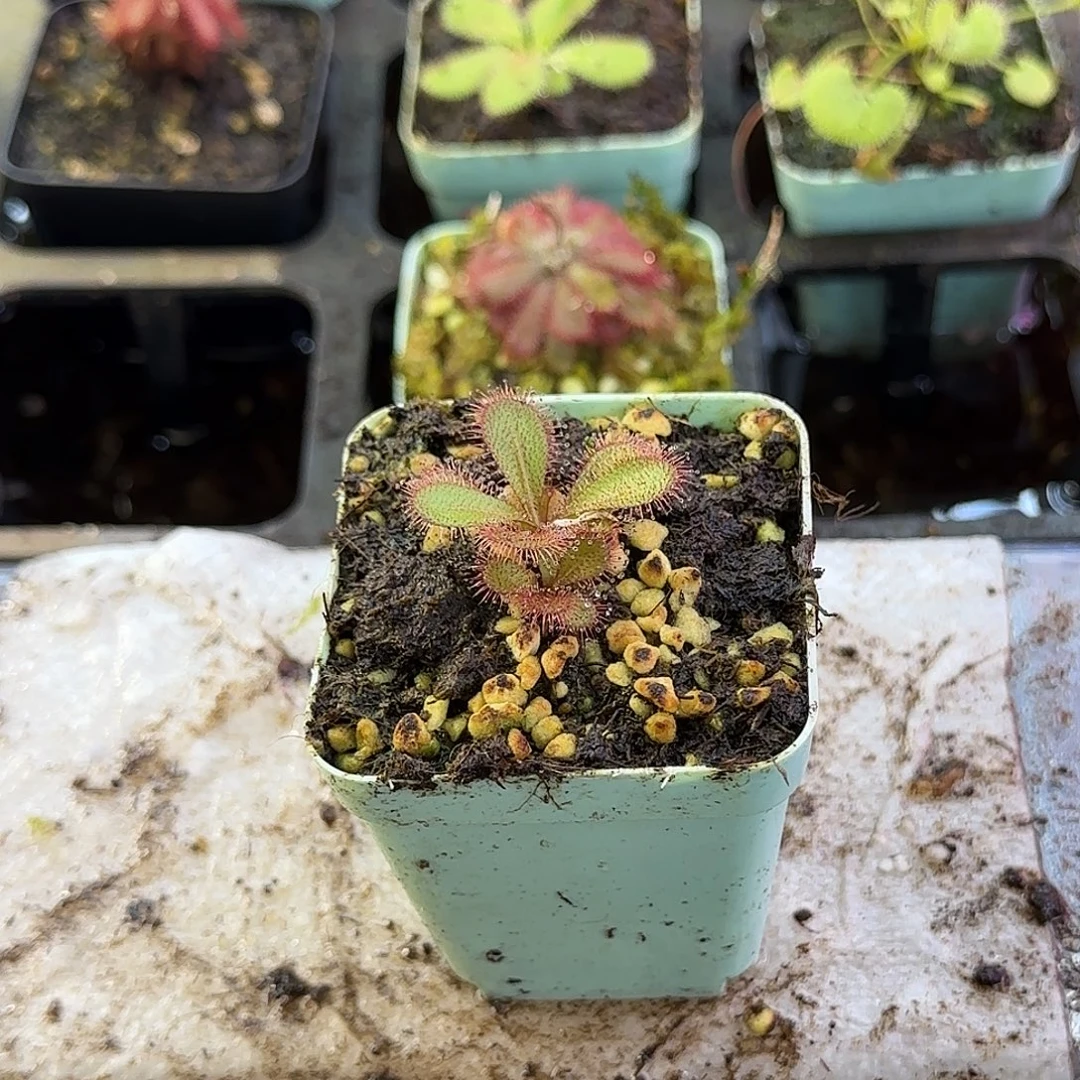 完全开放巴博萨球根茅