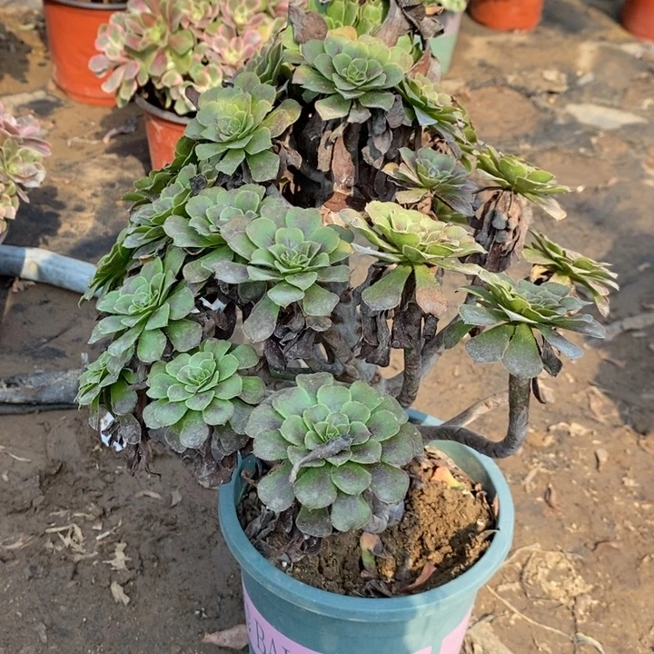 红桐46多肉植物法师发的