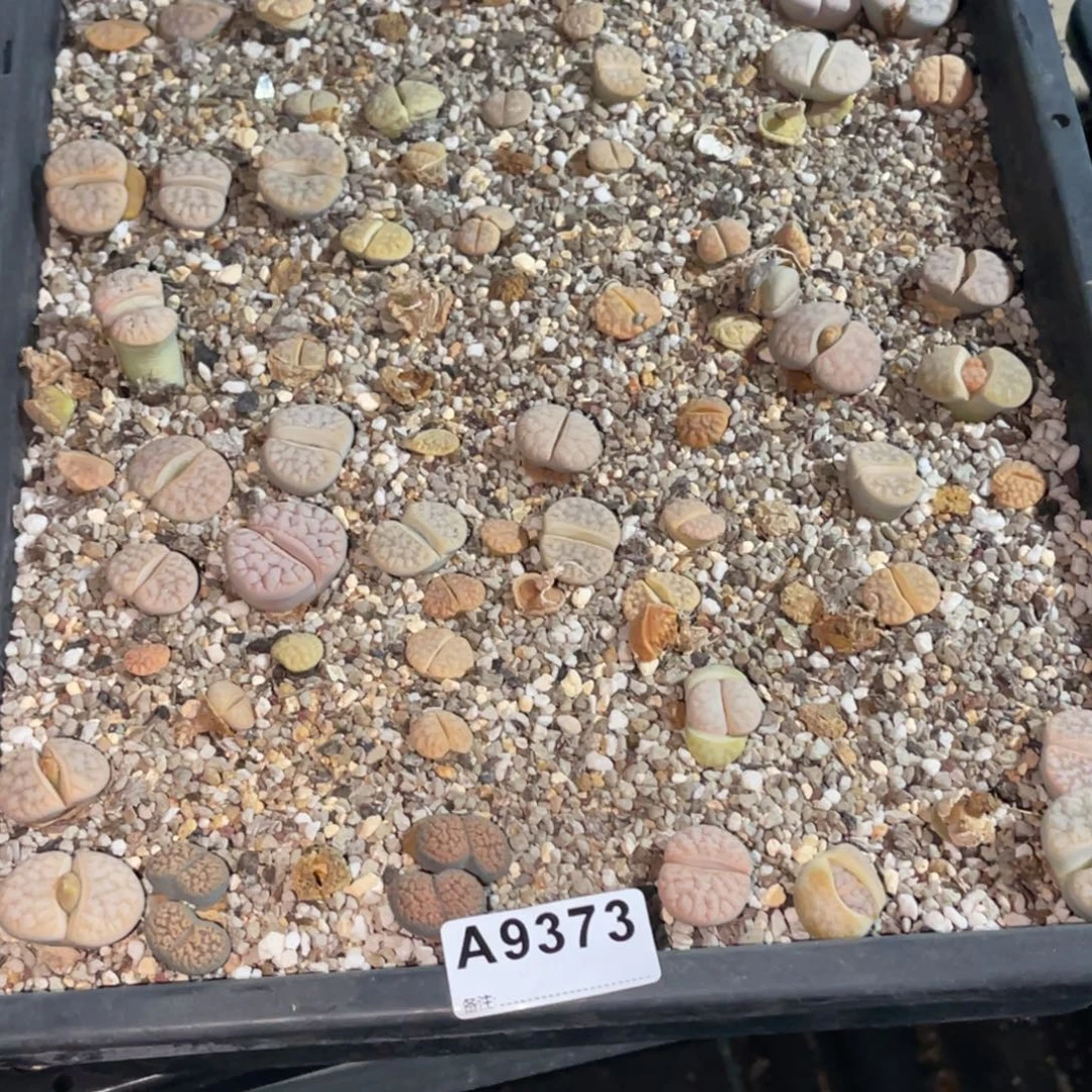 A***a9373福利筐1不售后