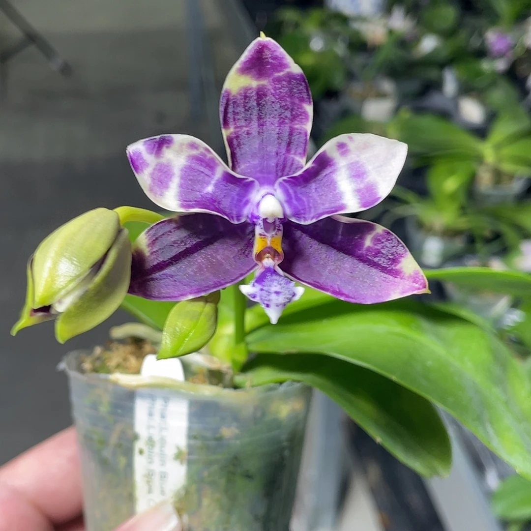 完全开放猫头鹰 交开花株 739号