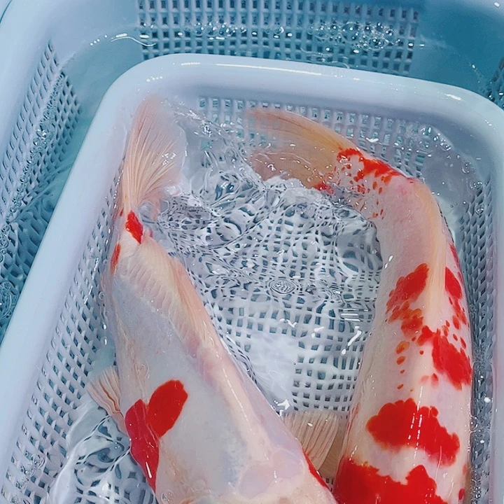 锦鲤锦鲤冷水鱼观赏148