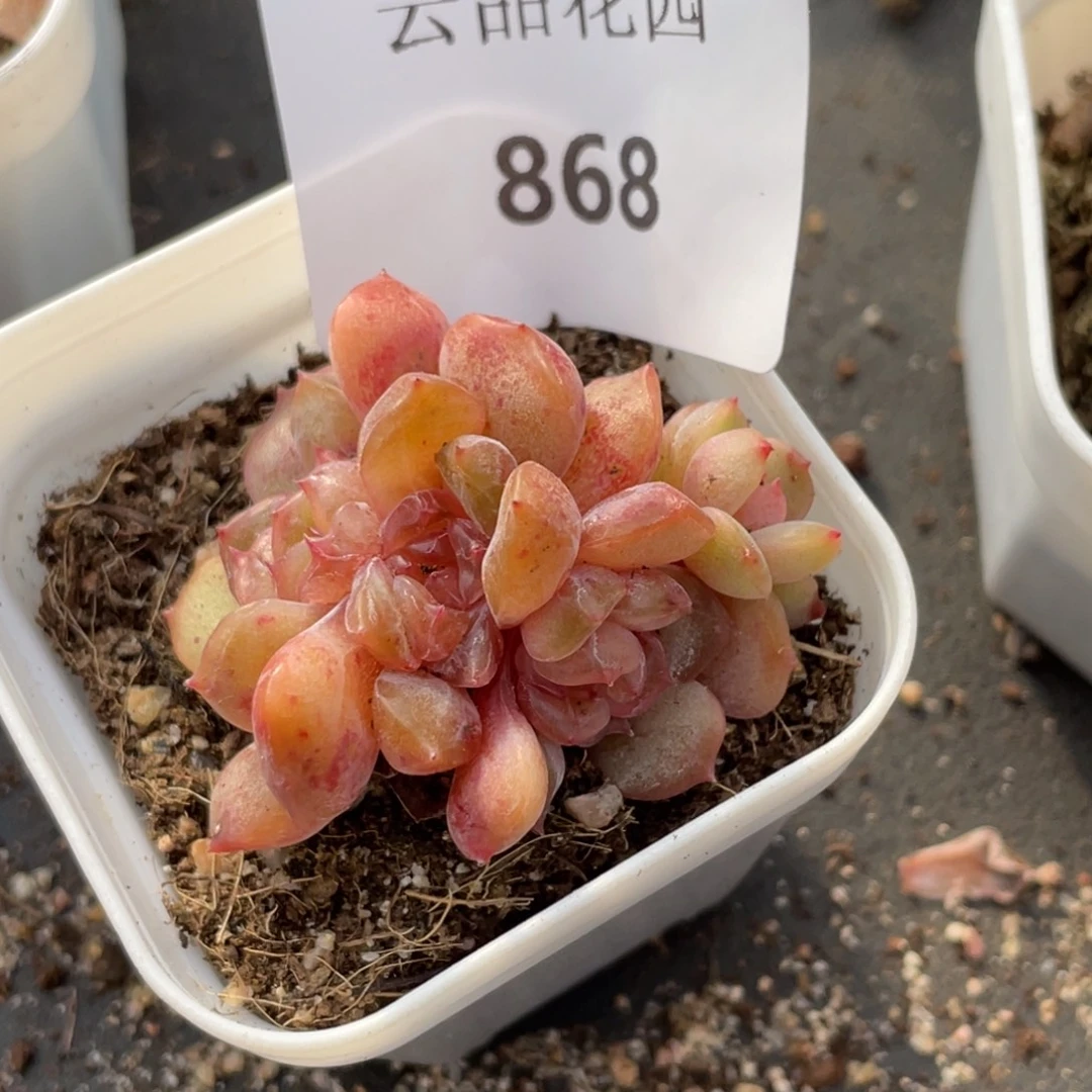 868号糖心冰心珍妮