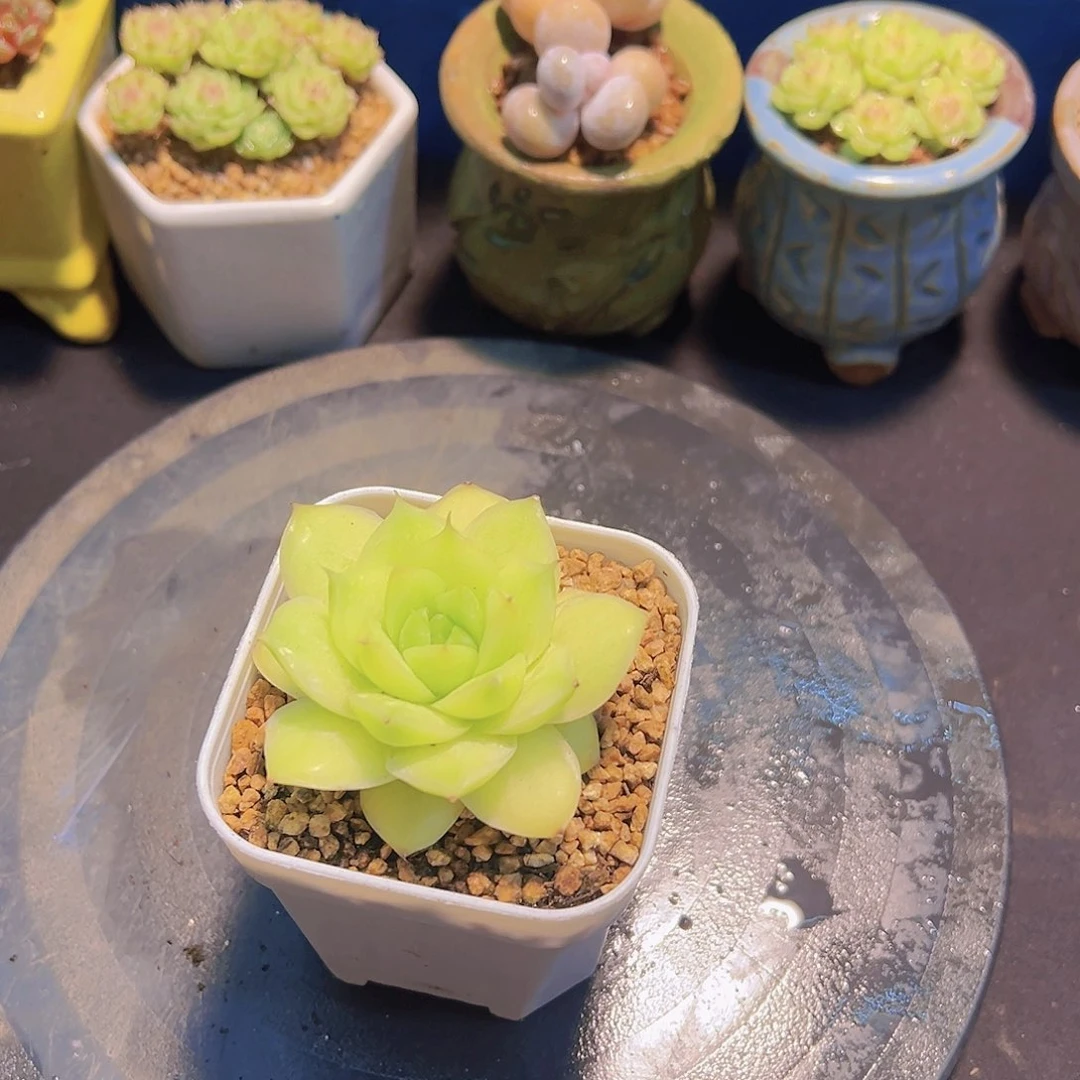 潇*妹珍妮锦，多肉植物，