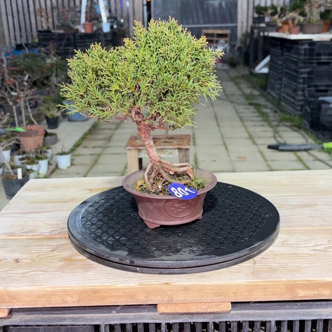 J***n全场盆景801号包邮到家