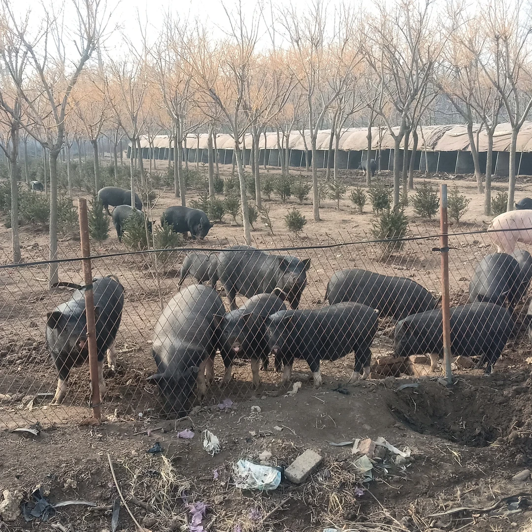 【顺丰包邮】酵素里岔黑猪肉现杀看好哪块割哪块一物一拍