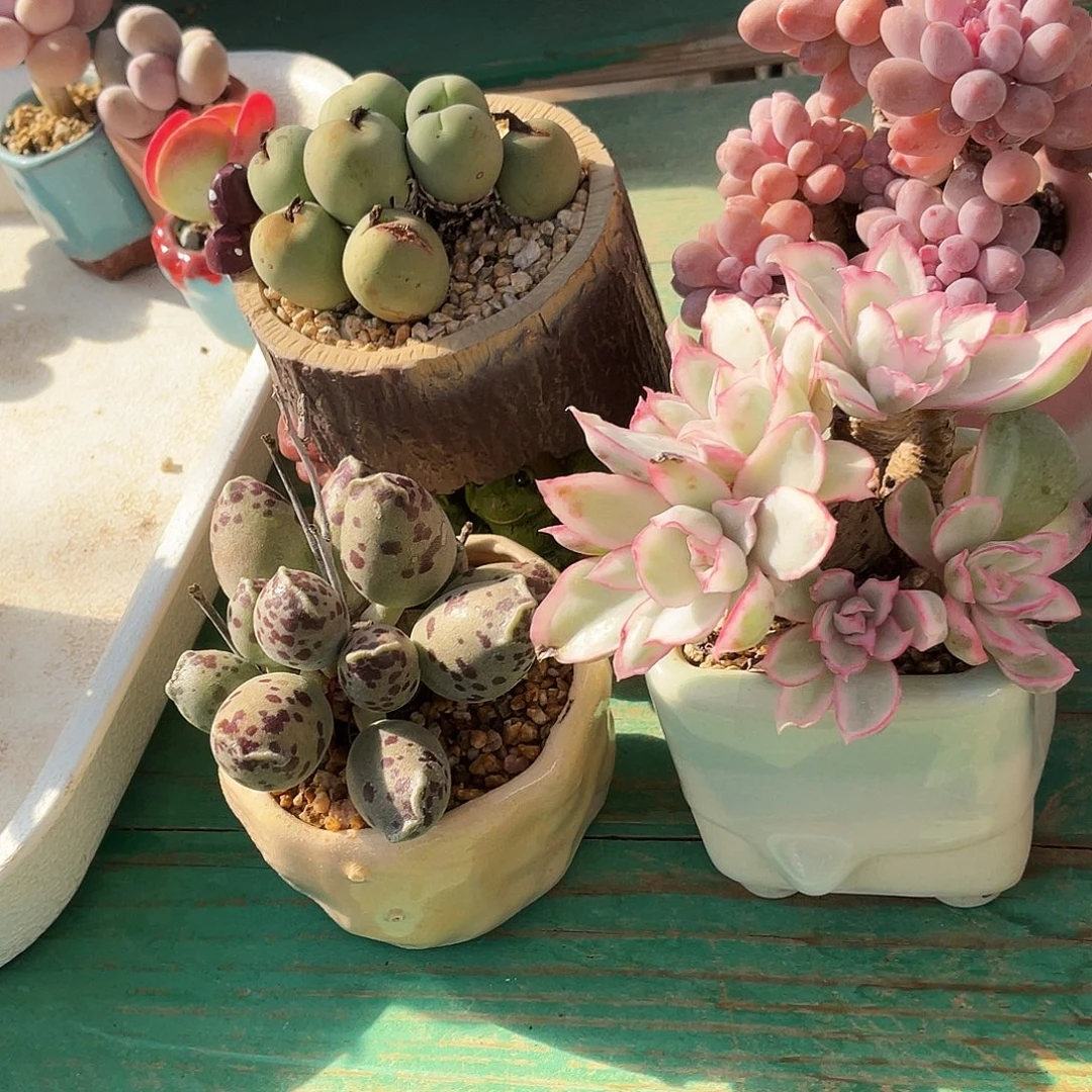 多肉植物的生长发育