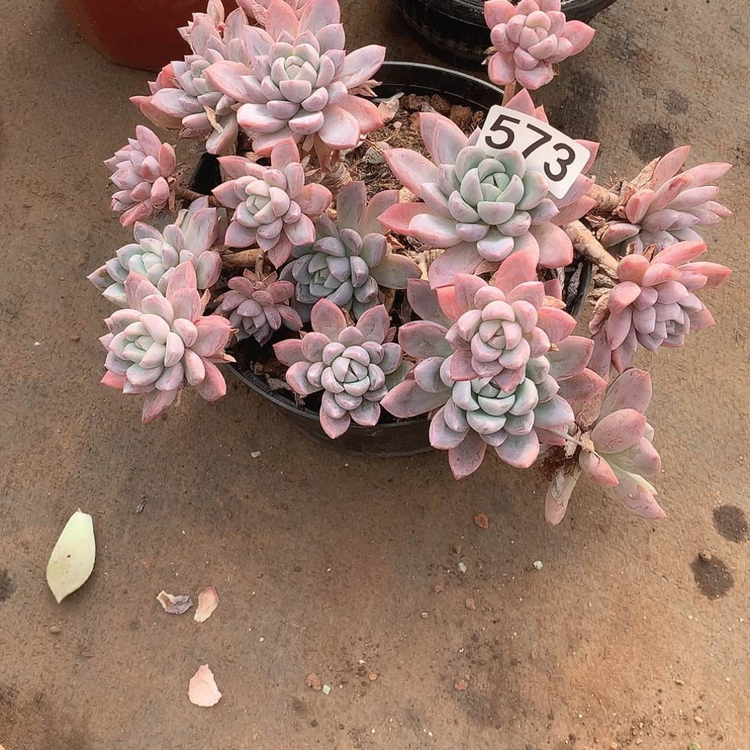 573粉冰玉 一物一拍多肉