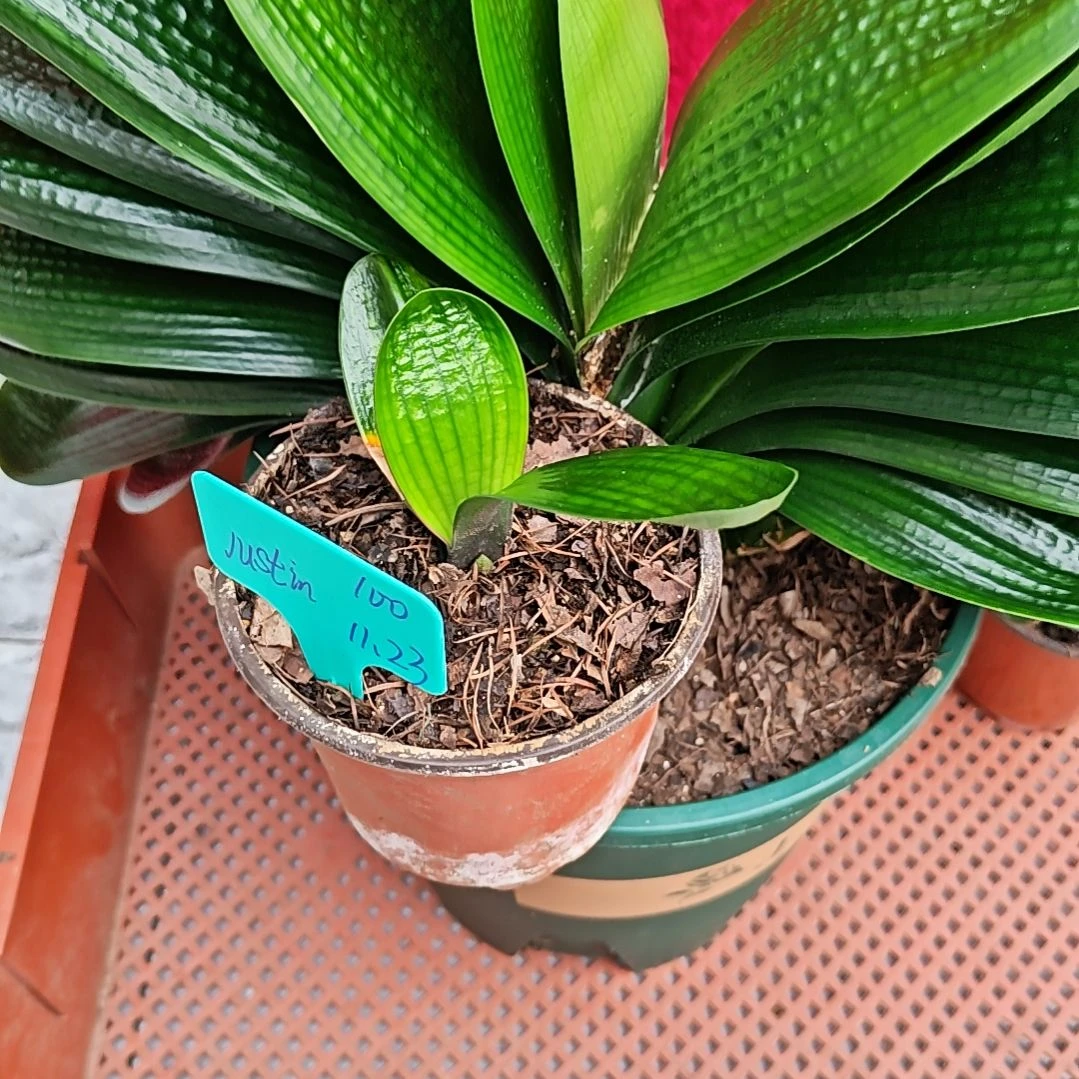 完全开放君子兰精品一年