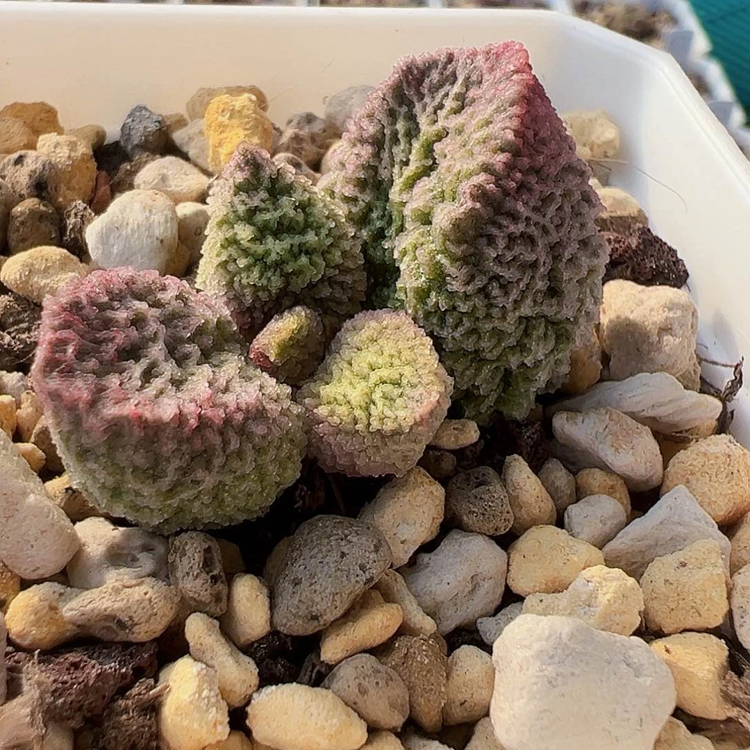 L-007 实生水泡，出叶片。