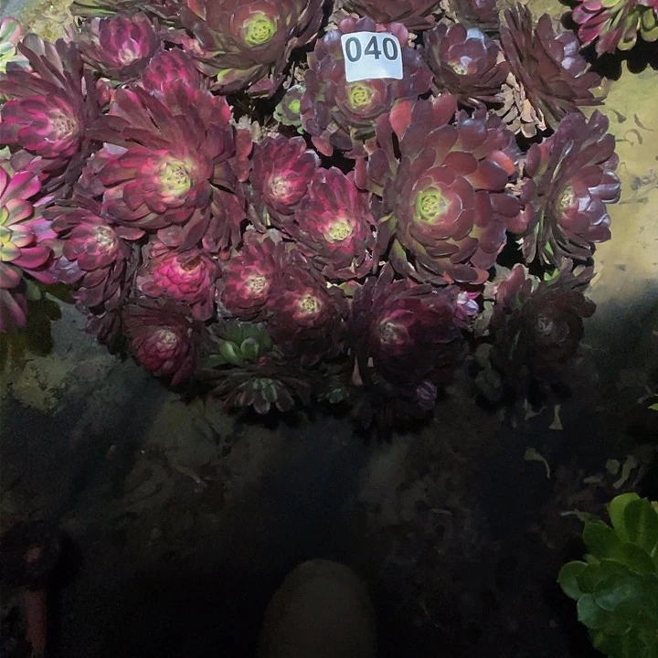 多肉法师40号红精钢群生发货不包损