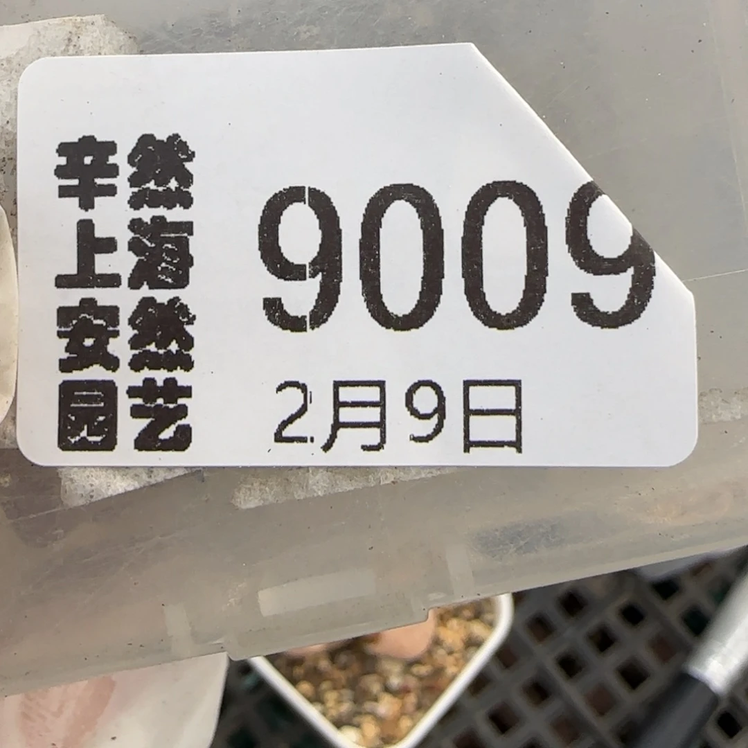 在****愈2.9，红窗菊，9009