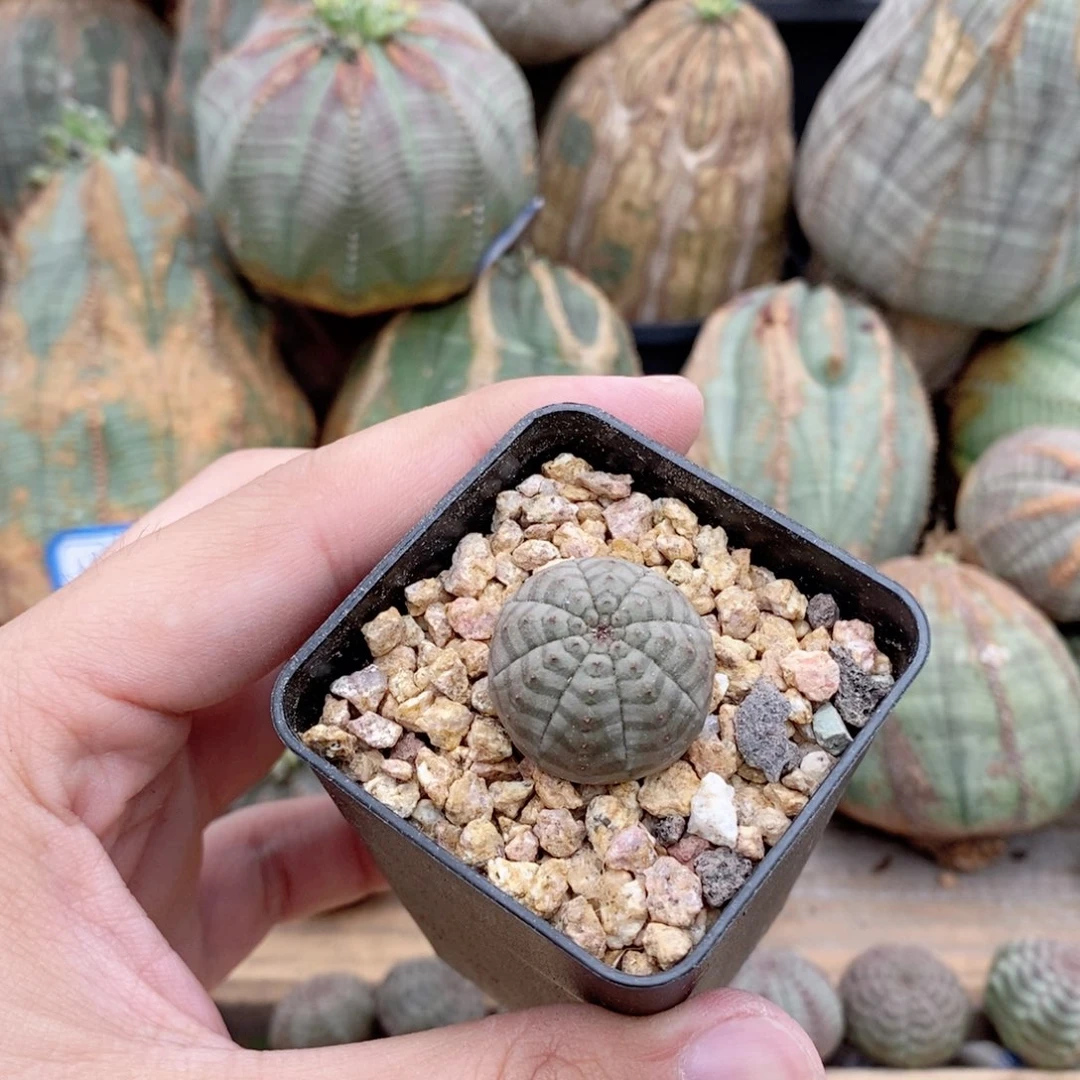 欧系实生布纹球多肉植物