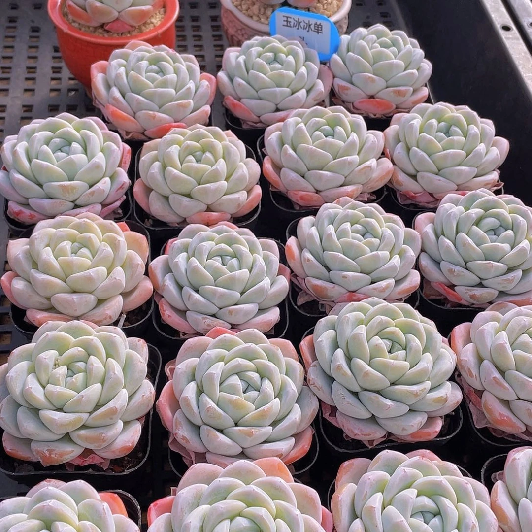 量拍3号 玉冰冰单头一个