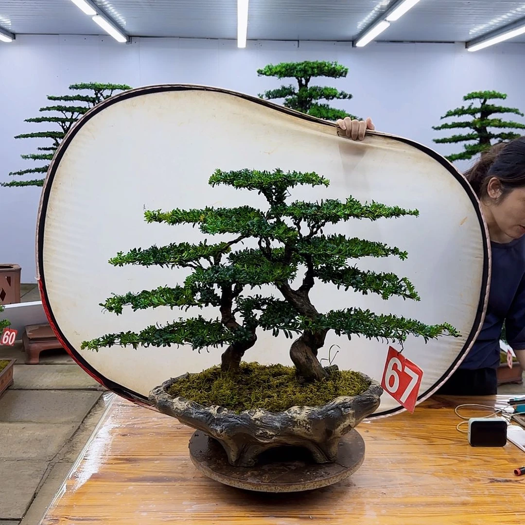 无花朵盆景直播间一物一拍