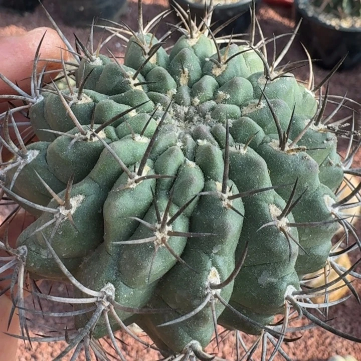 登阳丸有根66666666