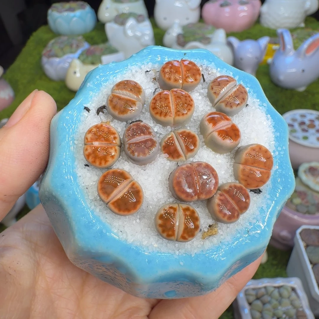 多肉植物福利冲545