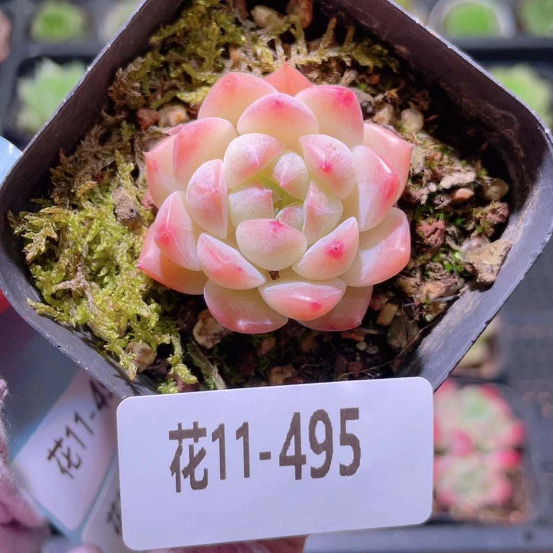 花利美11-495明月心