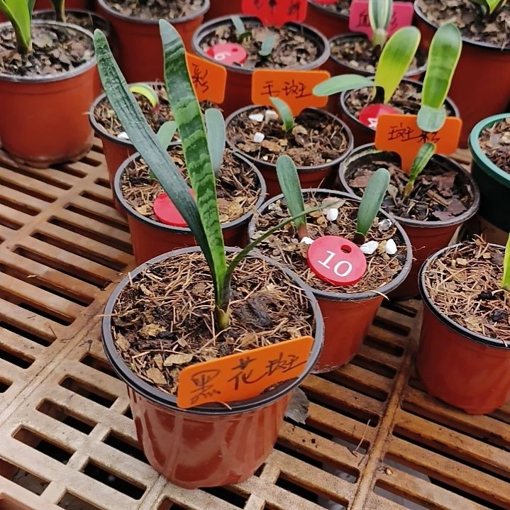 完全开放君子兰17