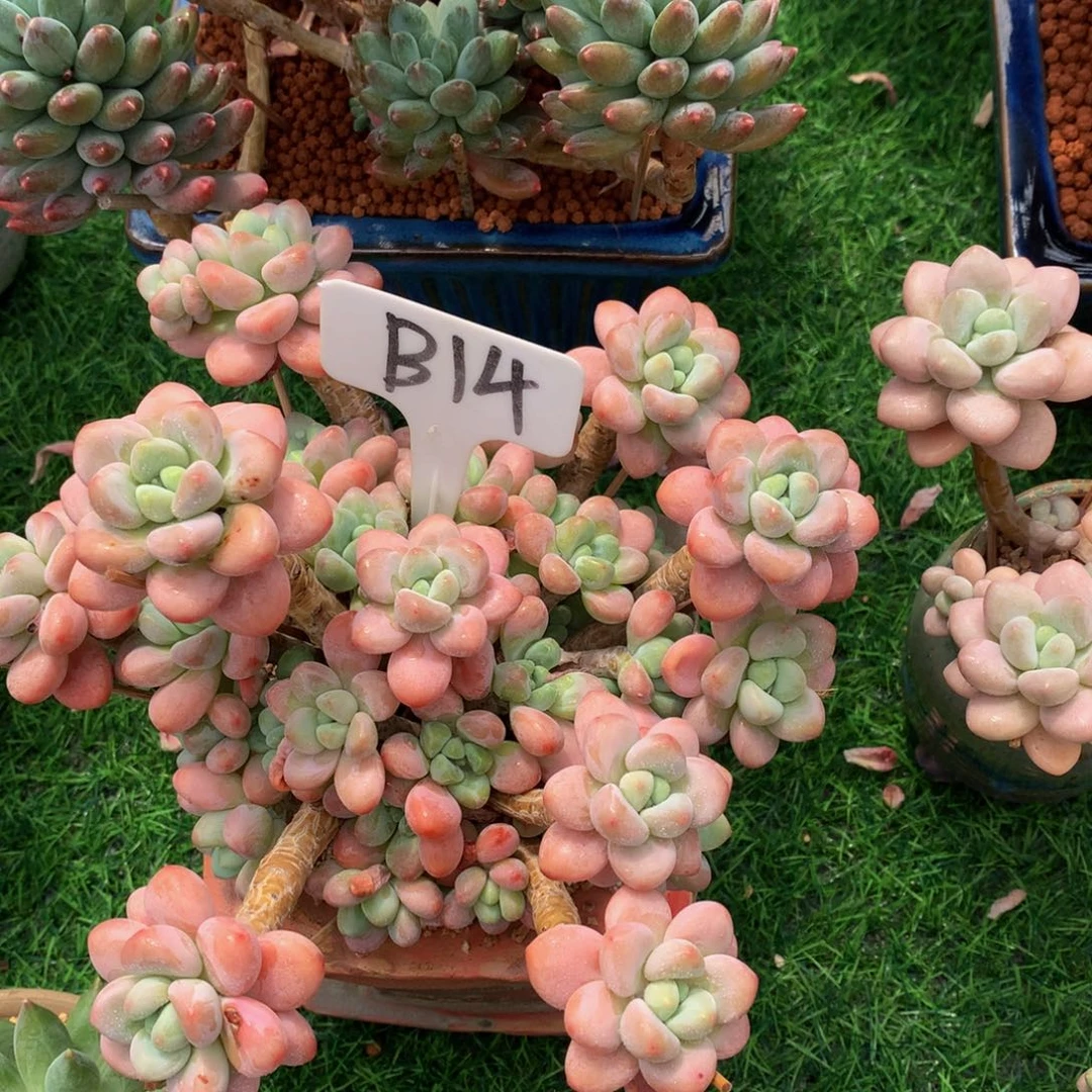青*红洛神多头植物72772