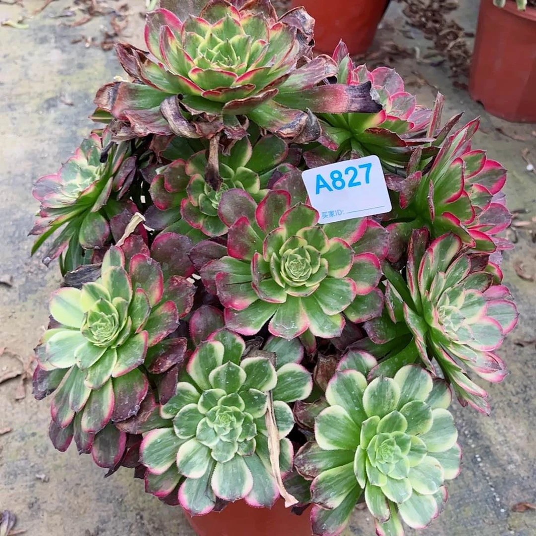 秋**痕多肉植物827多肉