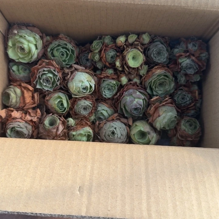 ༃***姐朱006 玫瑰混大盒子