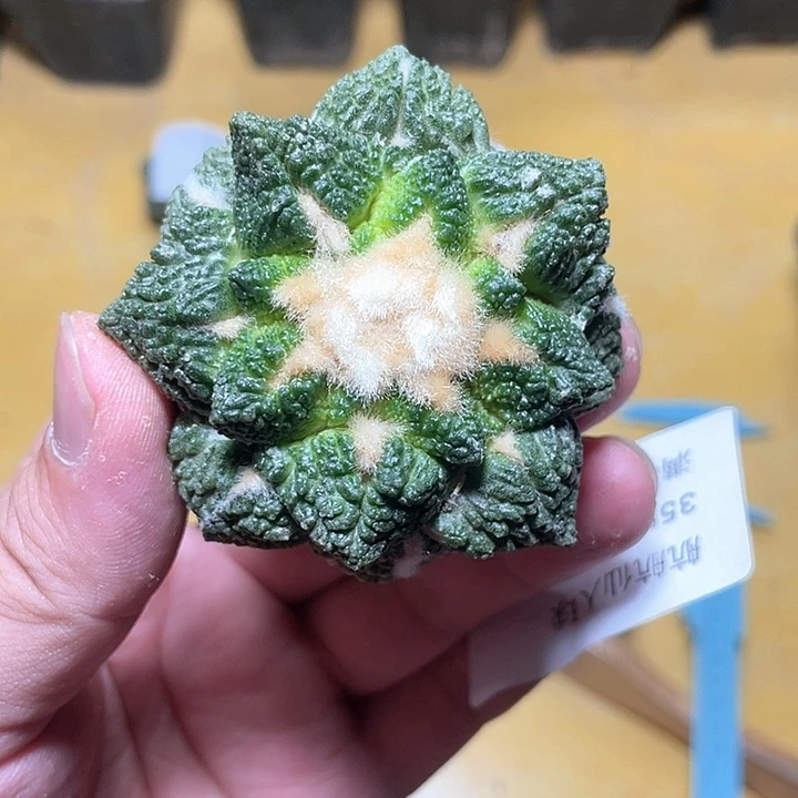 仙人球落地无根6公分355