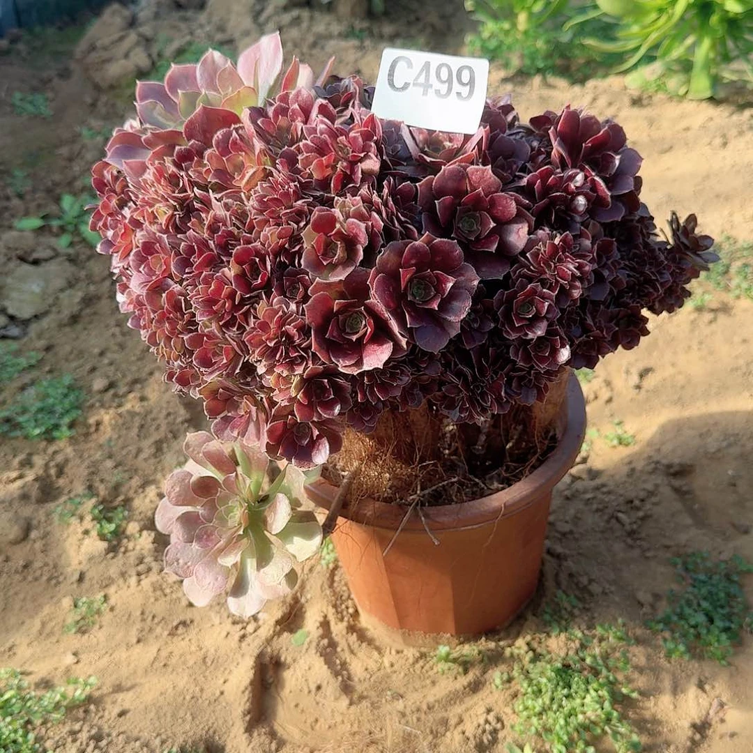 499火玫瑰朵朵微瑕一颗