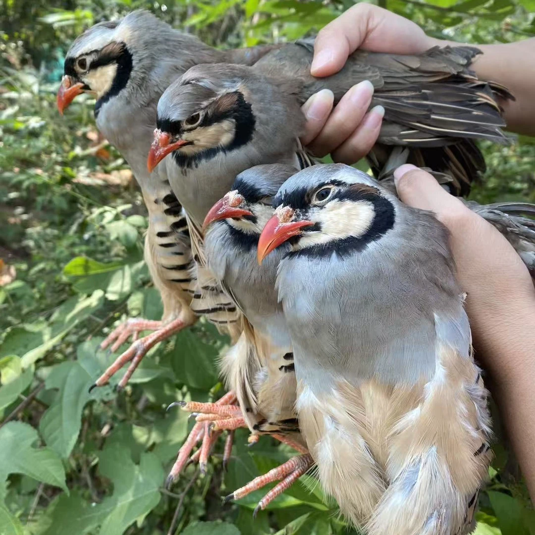 (郭总专属)农家散养咕咕鸡呱呱鸡小飞龙新鲜整鸡包邮