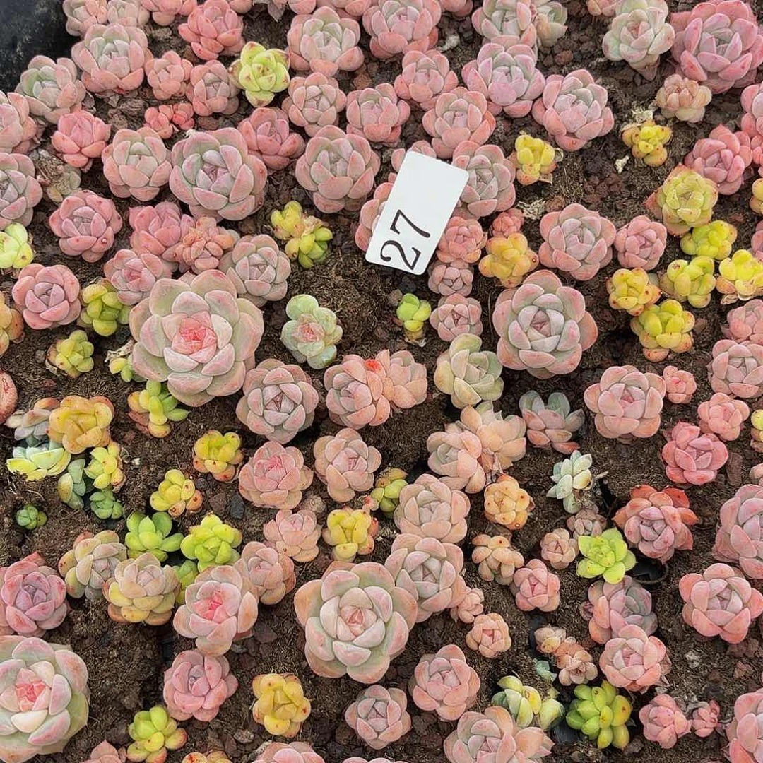 ?*?多肉植物多肉植物27