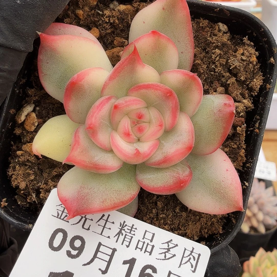 0916-108弗洛瑞安娜锦