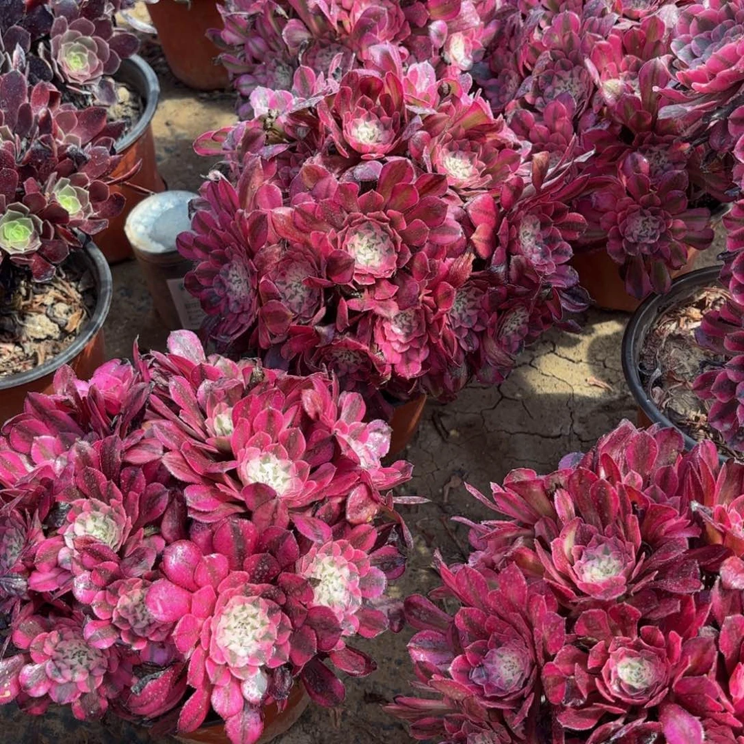 红铜白绣球9.9多肉植物