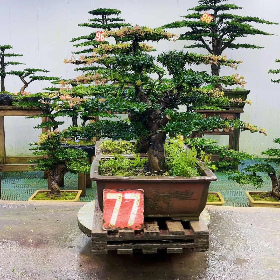 完全开放罗汉松盆景艺术