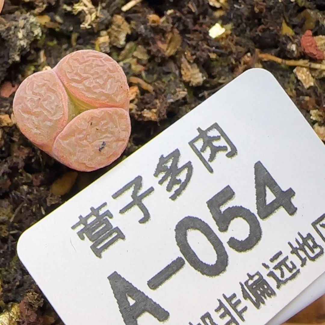 红宝石风铃奔。