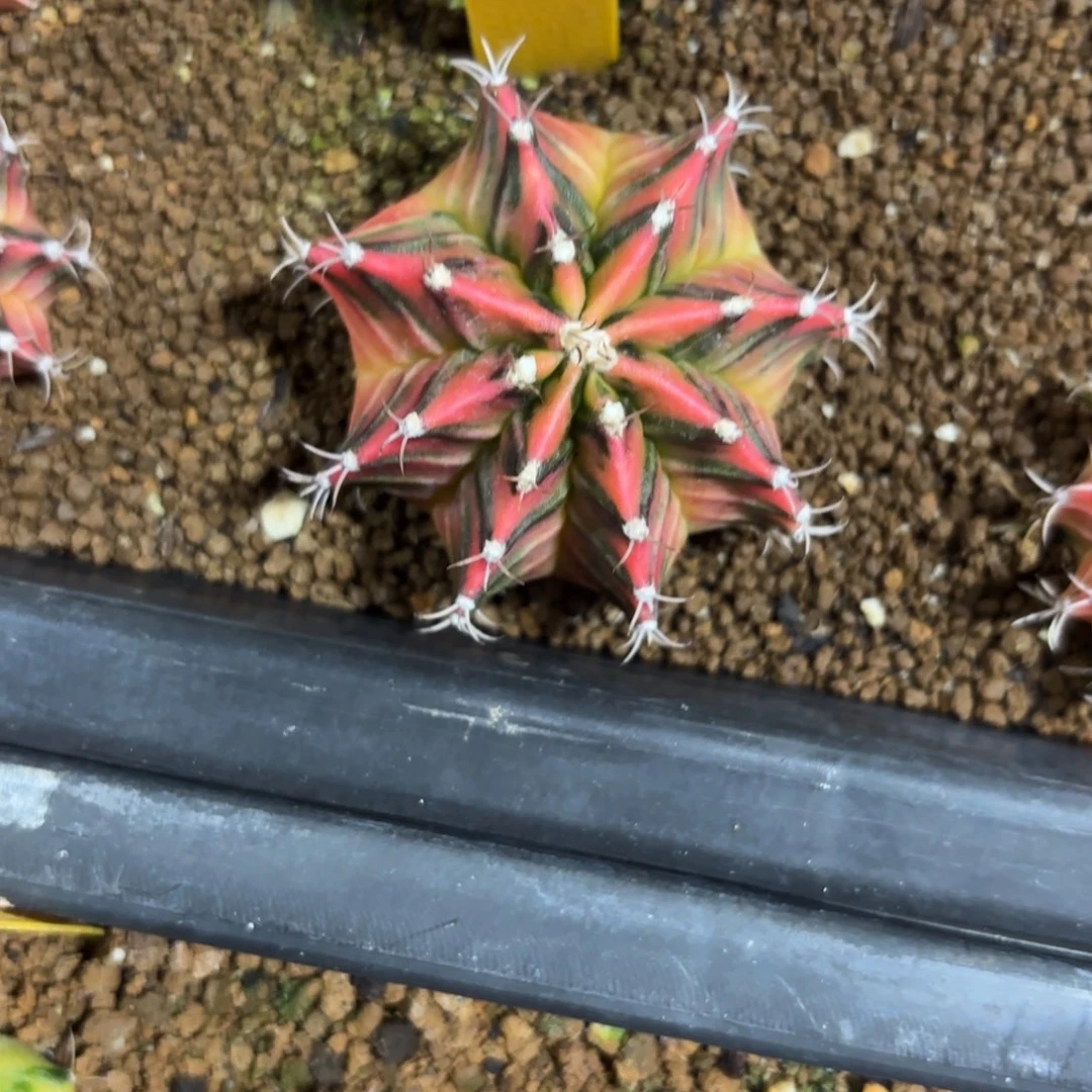 149-1227泰国发货多肉