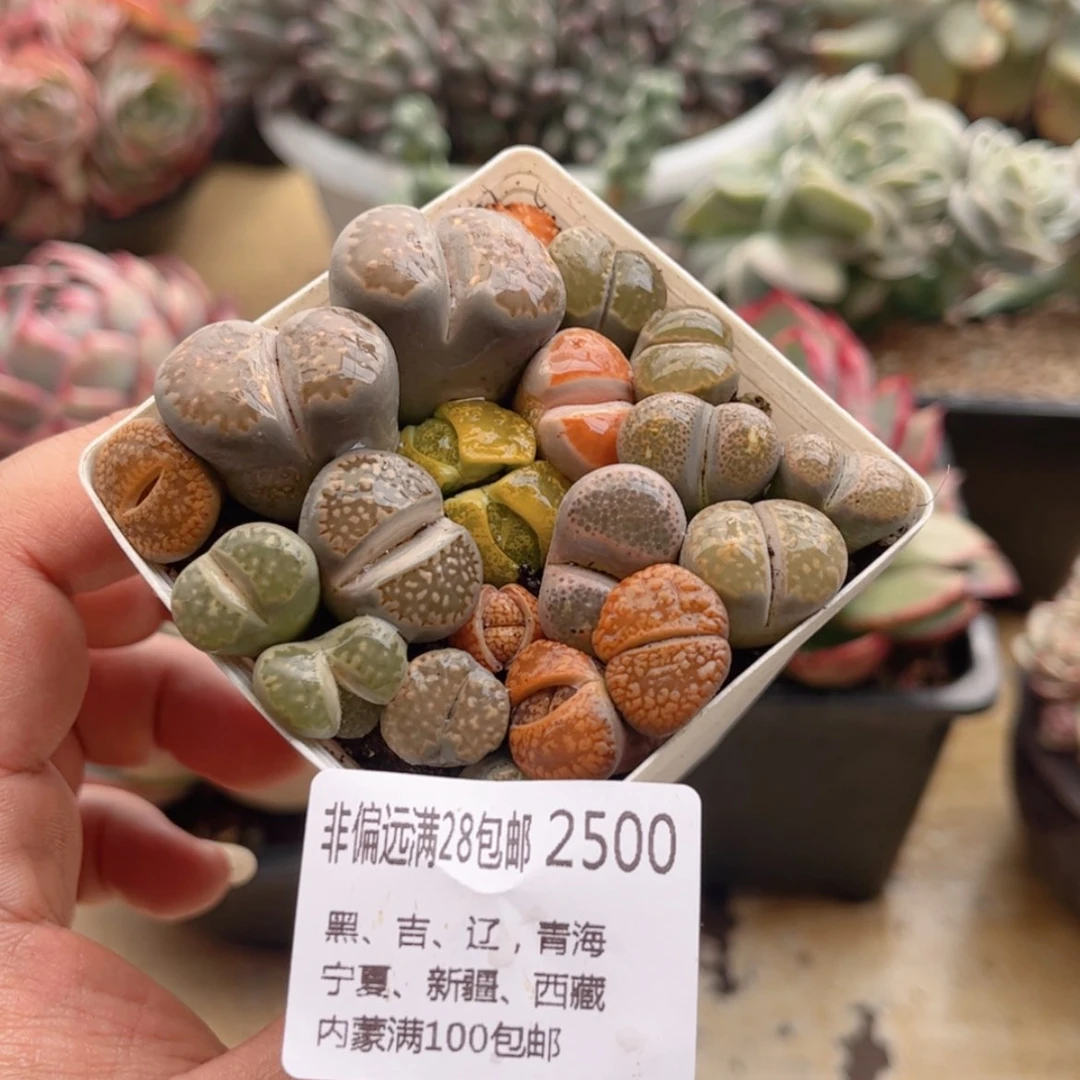 【闪购商品】2500屁屁