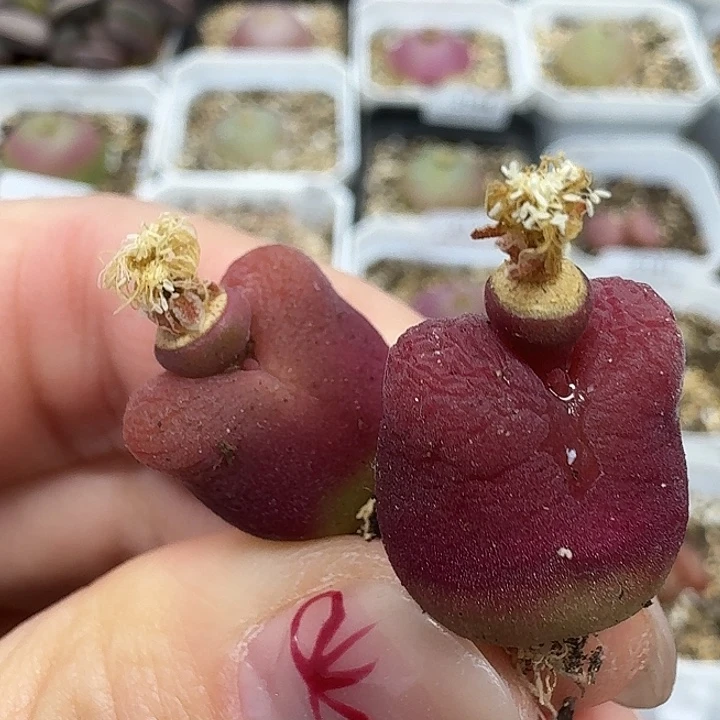 老马生石花水蜜桃1943