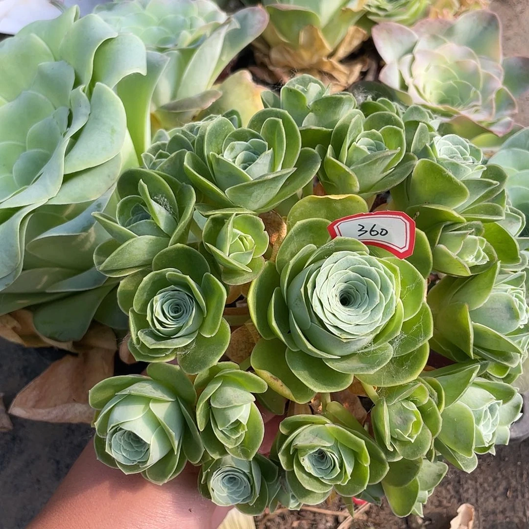 山地玫瑰多肉不售后 360