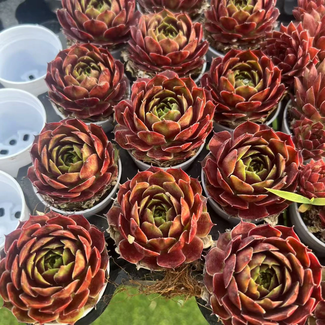 5厘米盆 单头 海琳 巨型品种 带盆栽好发货