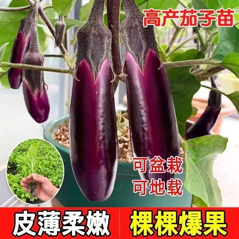 高产茄子秧苗紫长茄子苗黑长茄苗杭茄苗紫圆茄苗青茄苗白茄苗盆栽