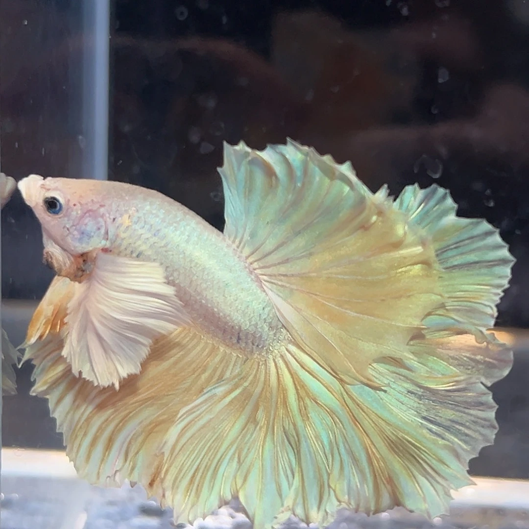 斗鱼14号清货价芒果慕斯巨耳