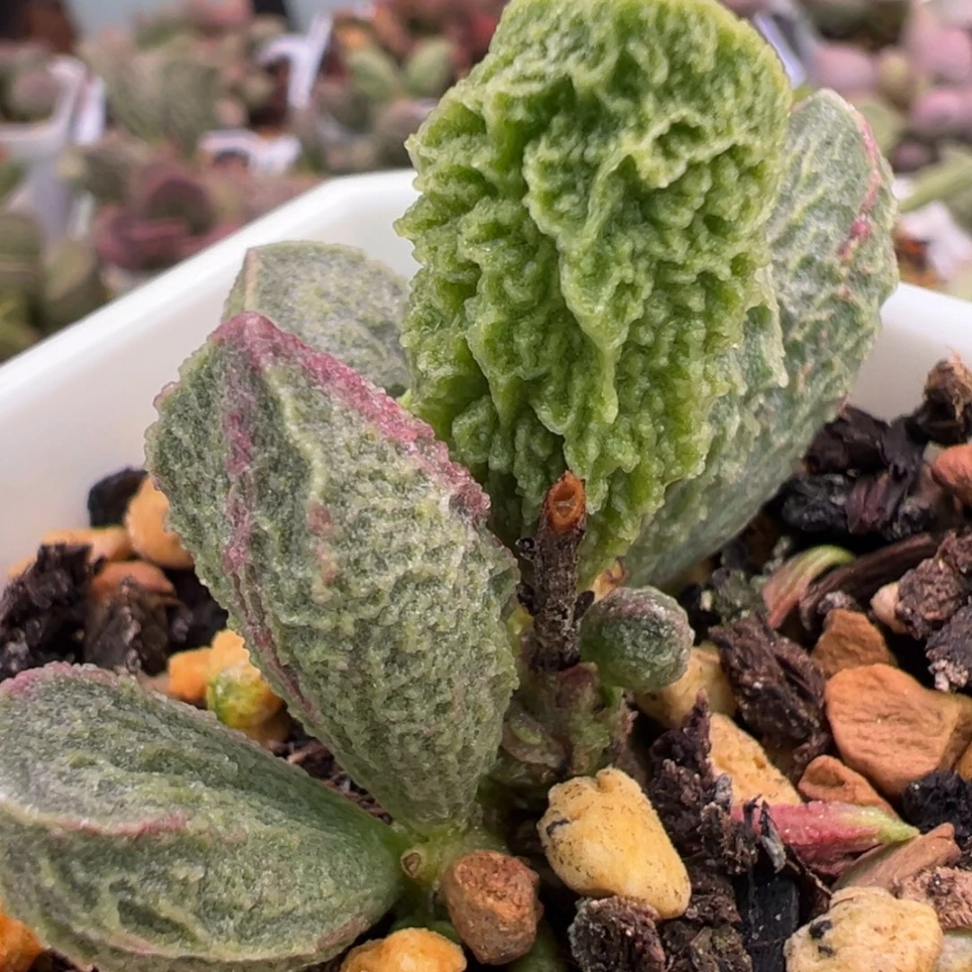 大叶型狂野褶皱条纹实生新品