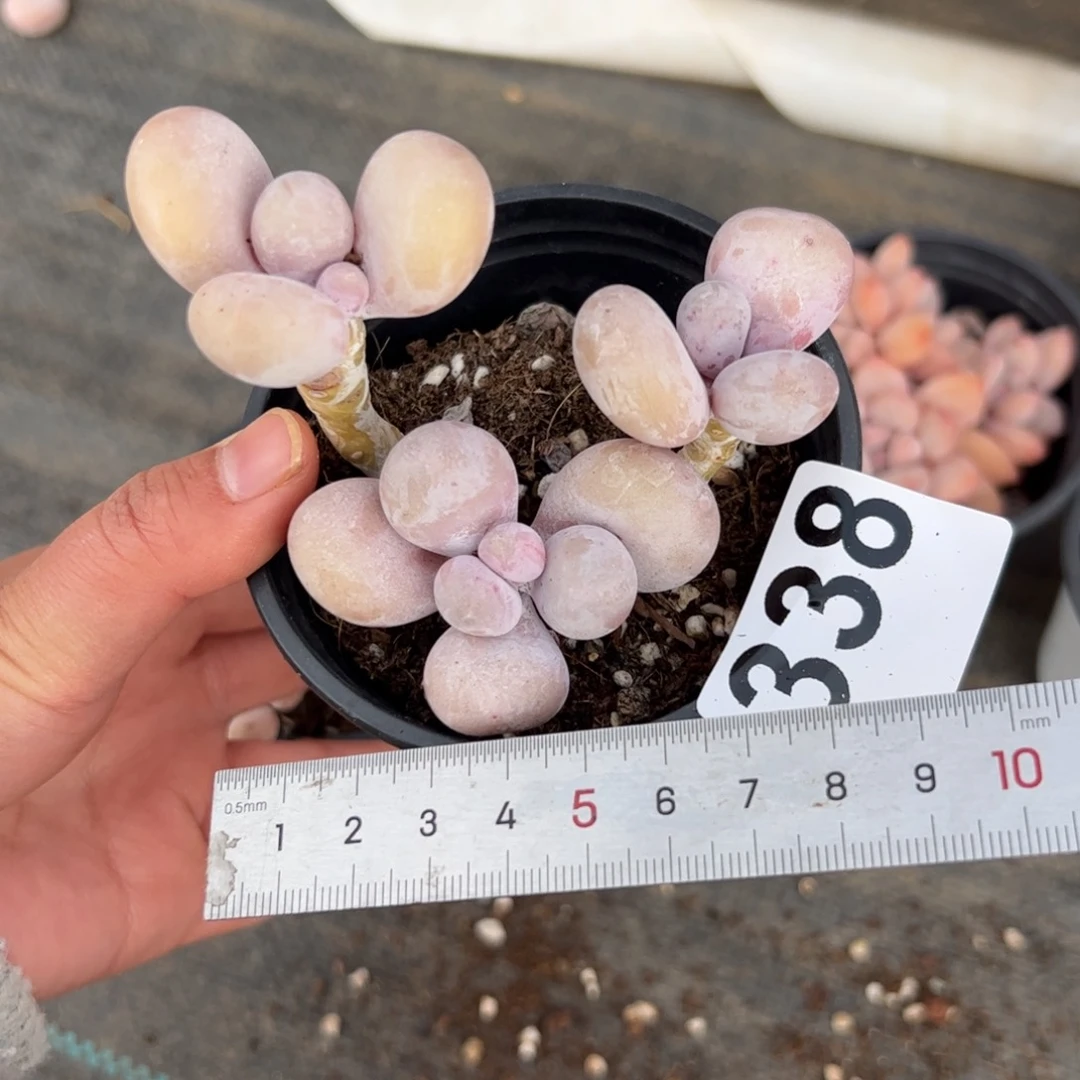 是*338 多肉植物组合盆栽