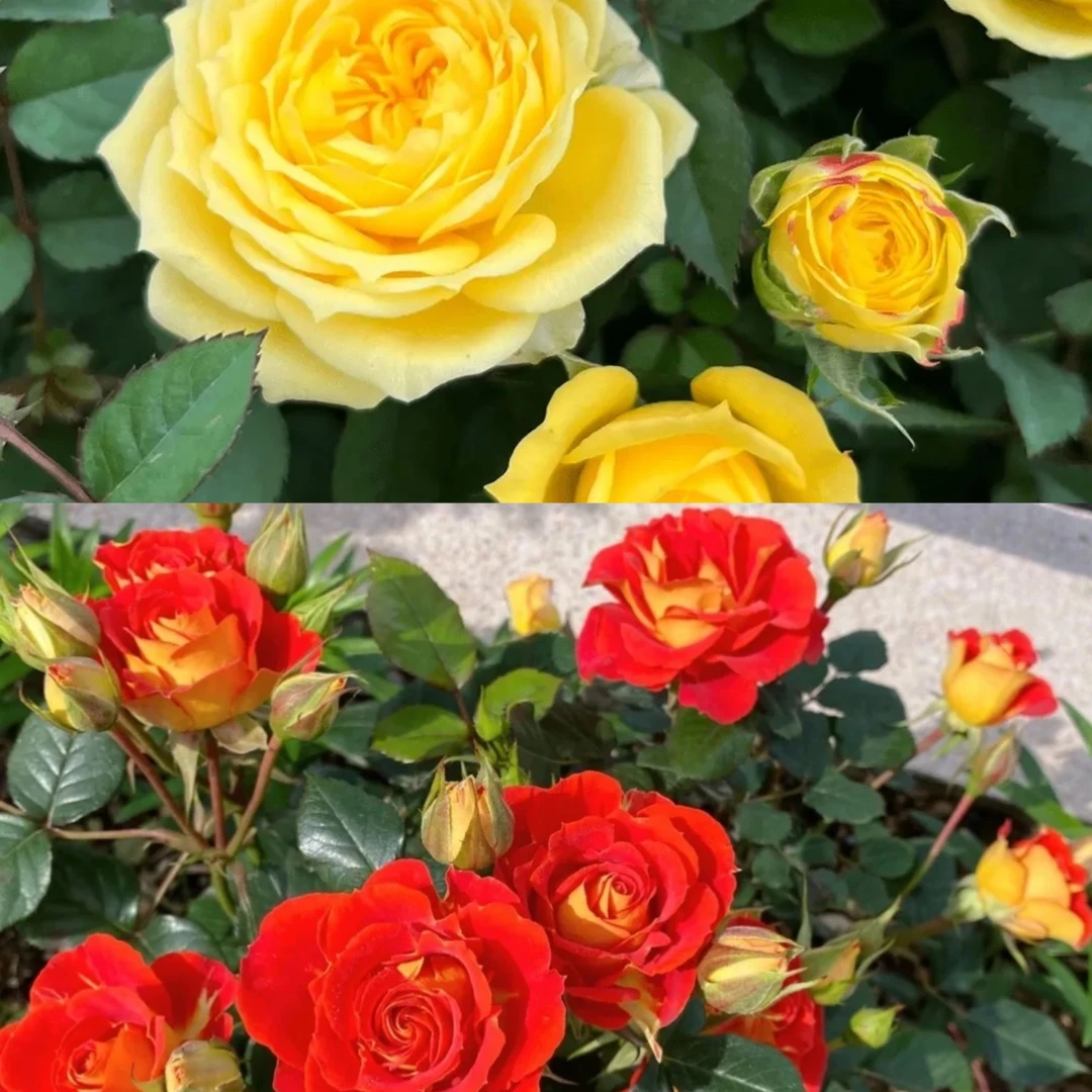 （二乔+辉煌）大花浓香多季节重复开花庭院阳台好养小猫玫瑰花月季