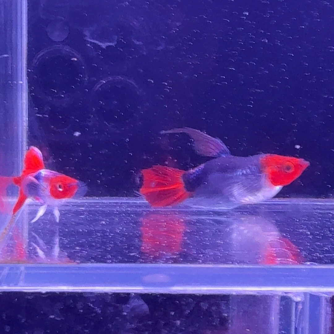 孔雀鱼深海蓝缎带1对